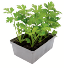 toom Baumarkt Blomberg - Gemüsesetzlinge Angebot im Prospekt Gemüsesetzlinge bei toom Baumarkt im Blomberg Prospekt für 1,99 €