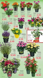 Hortensie im Jawoll Prospekt in Langenhagen Aktueller Jawoll Prospekt mit Hortensie, "Sonderposten-Märkte", Seite 6