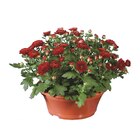 Chrysan themenschale im Angebot bei Lidl in Heidelberg Chrysan themenschale Angebote bei Lidl Heidelberg für 3,49 €