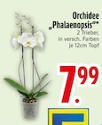 Orchidee im aktuellen EDEKA Prospekt für 7,99 €