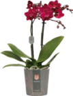 Aktuelles Orchidee Angebot bei Globus-Baumarkt in Hamburg