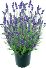 Aktuelles Lavendel 'Munstead' Angebot bei Hellweg in Essen ab 4,99 €
