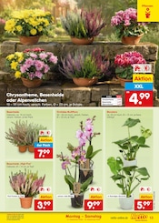 Blumen im Netto Marken-Discount Prospekt in Bottrop Aktueller Netto Marken-Discount Prospekt mit Blumen, "Aktuelle Angebote", Seite 19