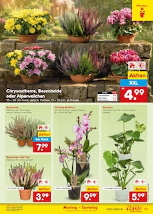 Blumen im Netto Marken-Discount Prospekt "Aktuelle Angebote" mit 67 Seiten (Bochum)