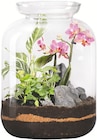 Botanic Épinal - Promo Terrarium bonbonne S élégant Promo Terrarium bonbonne S élégant à 39,99 € dans le catalogue Botanic à Épinal