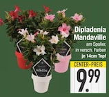 Dipladenia Mandaville von  im aktuellen EDEKA Prospekt für 9,99 €