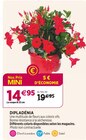 Delbard - DIPLADÉNIA : offre du catalogue Promo DIPLADÉNIA à 14,95 € dans le catalogue Delbard ""