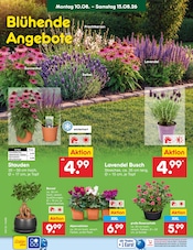 Ähnliche Obstbaum Angebote im Prospekt "Aktuelle Angebote" von Netto Marken-Discount in Flensburg Ähnliche Angebote wie Obstbaum im Prospekt "Aktuelle Angebote" auf Seite 58 von Netto Marken-Discount in Flensburg
