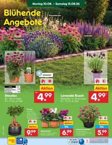 Blumen im Netto Marken-Discount Prospekt "Aktuelle Angebote" mit 76 Seiten (Hamburg)