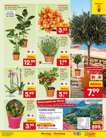 Blumen im Netto Marken-Discount Prospekt "Aktuelle Angebote" mit 76 Seiten (Mönchengladbach)
