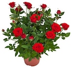 Rose im aktuellen Kaufland Prospekt für 3,99 €