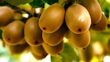 nahkauf Villingen-Schwenningen - Jumbo Bio SunGold Kiwi Angebot im Prospekt Jumbo Bio SunGold Kiwi bei nahkauf im Villingen-Schwenningen Prospekt für 1,11 €