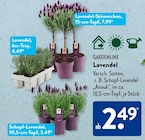 Lavendel von Gardenline im aktuellen ALDI SÜD Prospekt für 2,49 €