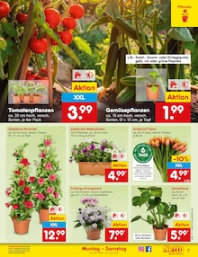 Blumen im Netto Marken-Discount Prospekt "Aktuelle Angebote" mit 62 Seiten (Dortmund)