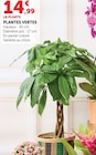 Plantes vertes - Super U à Calais Plantes vertes en promo chez Super U Calais à 14,99 €