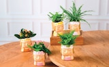 Kalanchoe - U Express à Aulnay-sous-Bois Kalanchoe en promo chez U Express Aulnay-sous-Bois à 4,99 €