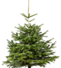 Nordmanntanne für 13,99 € bei Pflanzen Kölle im Angebot Nordmanntanne im aktuellen Pflanzen Kölle Prospekt