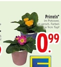 Aktuelle Pflanzen Angebote bei EDEKA in Regensburg Aktuelles Primeln Angebot bei EDEKA in Regensburg ab 0,99 €
