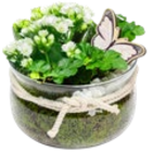 Kalanchoe im Glas bei Kaufland im Jena Prospekt für 7,99 €