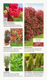 Heckenpflanzen im Pflanzen Kölle Prospekt "FRÜHLINGS-ERWACHEN" auf Seite 5
