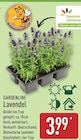 Lavendel im Angebot bei ALDI Nord in Paderborn Lavendel Angebote von Gardenline bei ALDI Nord Paderborn für 3,99 €