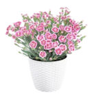 Aktuelles Nelke Dianthus 'Pink Kisses' Angebot bei Thomas Philipps in Bergisch Gladbach ab 1,39 €
