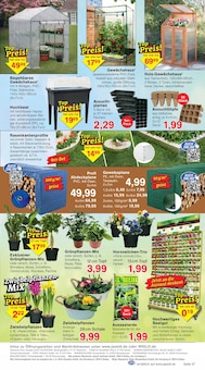 Blumen im Jawoll Prospekt "Sonderposten-Märkte" mit 8 Seiten (Magdeburg)