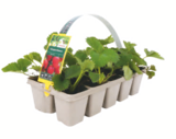 Erdbeerpflanzen Angebote bei toom Baumarkt Gelsenkirchen für 1,29 €