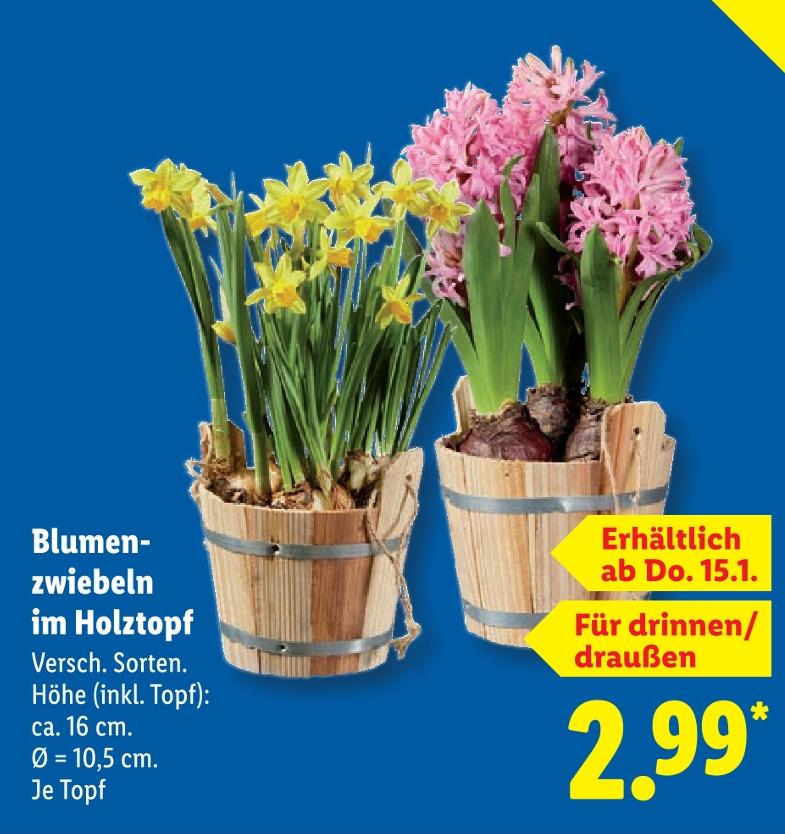 Blumenzwiebeln im Holztopf
