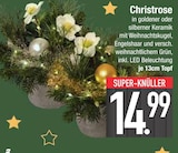 Christrose von  im aktuellen EDEKA Prospekt für 14,99 €