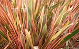 Promo Lin de nouvelle-zélande ECLOZ à 14,99 € dans le catalogue Delbard à Tonnerre
