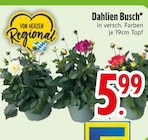 Aktuelle Blumen Angebote bei EDEKA in Augsburg Aktuelles Dahlien Busch Angebot bei EDEKA in Augsburg ab 5,99 €