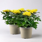 Chrysantheme 'Chrysanne® Zembla', gelb, großblumig, Topf-Ø 17 cm, 2 Pflanzen im Pflanzen Kölle Prospekt Chrysantheme 'Chrysanne® Zembla', gelb, großblumig, Topf-Ø 17 cm, 2 Pflanzen von im aktuellen Pflanzen Kölle Prospekt für 29,98 €