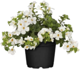 Globus-Baumarkt Schwäbisch Hall Prospekt mit  im Angebot für 1,99 €