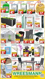 Wreesmann Orchidee im Prospekt 