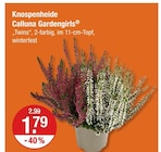 Calluna Gardengirls bei V-Markt im Marktoberdorf Prospekt für 1,79 €