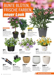 OBI Pflanztopf im Prospekt 