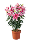Lys 'Roselily' en promo chez Lidl Quimper à 8,99 €