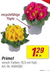 Primel von  im aktuellen toom Baumarkt Prospekt für 1,29 €