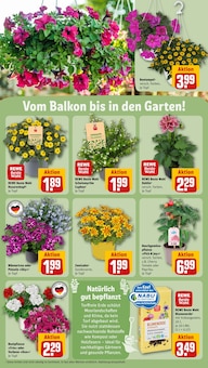 Blumenerde im aktuellen REWE Prospekt (Hamm) Blumenerde im REWE Prospekt "Dein Markt" mit 30 Seiten (Hamm)