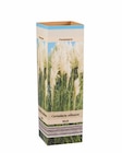 Pampasgras (Cortaderia) im Lidl Prospekt Pampasgras (Cortaderia) im aktuellen Lidl Prospekt für 2,49 €