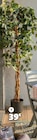 Ficus dans le catalogue Gifi