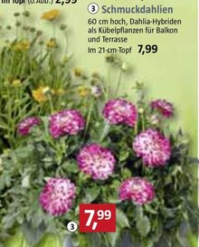 Schmuckdahlien bei BAUHAUS in Krefeld Schmuckdahlien im Angebot bei BAUHAUS Krefeld für 7,99 €