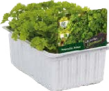 Salat- und Gemüsesetzlinge von Le Jardin Gourmand im aktuellen Globus-Baumarkt Prospekt