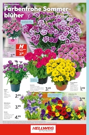 Chrysantheme im Hellweg Prospekt in Chemnitz Aktueller Hellweg Prospekt mit Chrysantheme, "Die Profi-Baumärkte", Seite 24