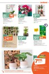 Plantes Plantes