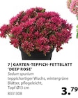 Aktuelles Garten-Teppich-Fettblatt ‘Deep Rose’ Angebot bei Dehner Garten-Center in Freiburg (Breisgau) ab 3,79 €