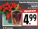 EDEKA Schwalmstadt - Poinsettia Weihnachtsstern Angebot im Prospekt Poinsettia Weihnachtsstern bei EDEKA im Schwalmstadt Prospekt für 4,99 €