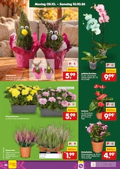 Kakteen im Netto Marken-Discount Prospekt in Heidelberg Aktueller Netto Marken-Discount Prospekt mit Kakteen, "Aktuelle Angebote", Seite 38