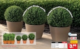 Euonymus "Green Wonder" im Angebot bei Netto Marken-Discount in Elmshorn Euonymus "Green Wonder" Angebote bei Netto Marken-Discount Elmshorn für 3,99 €